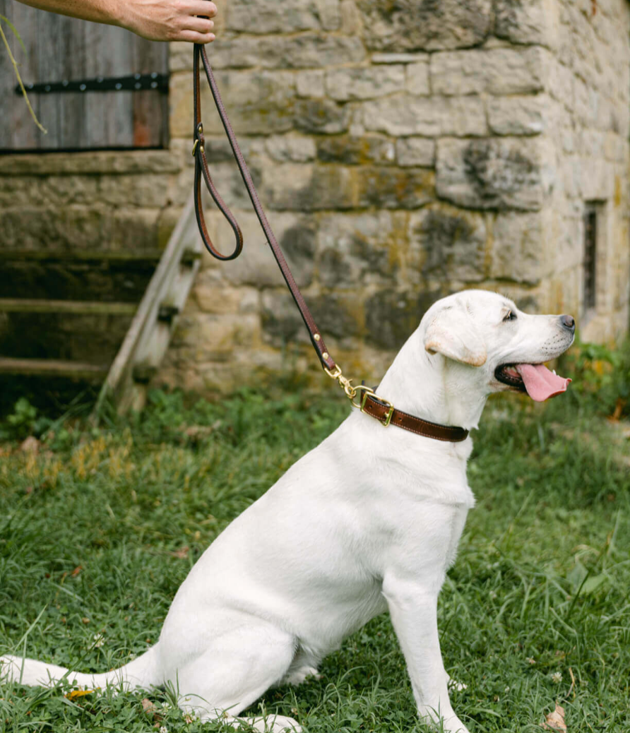 Good Dog