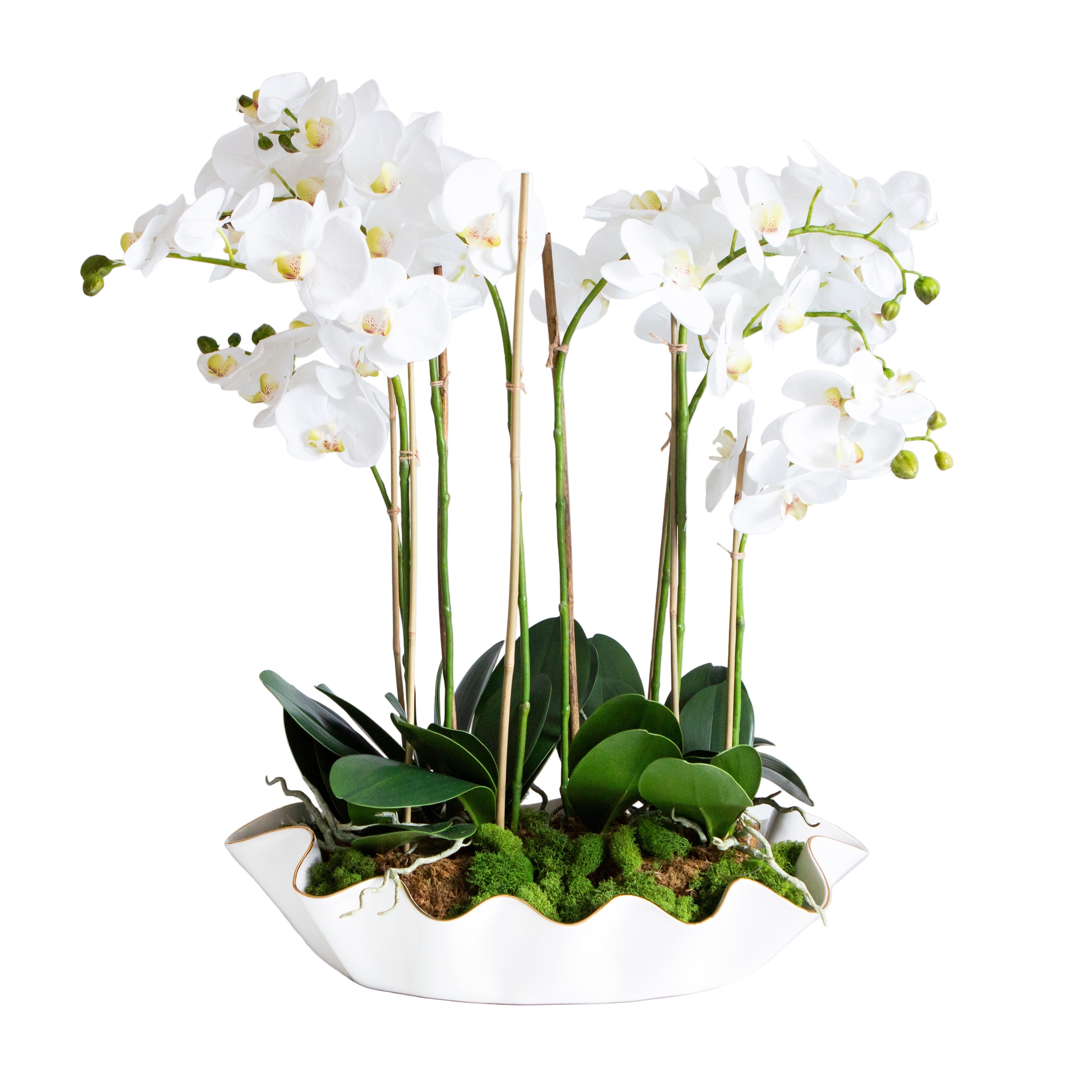 White orchids in a decorative pot on a white background
