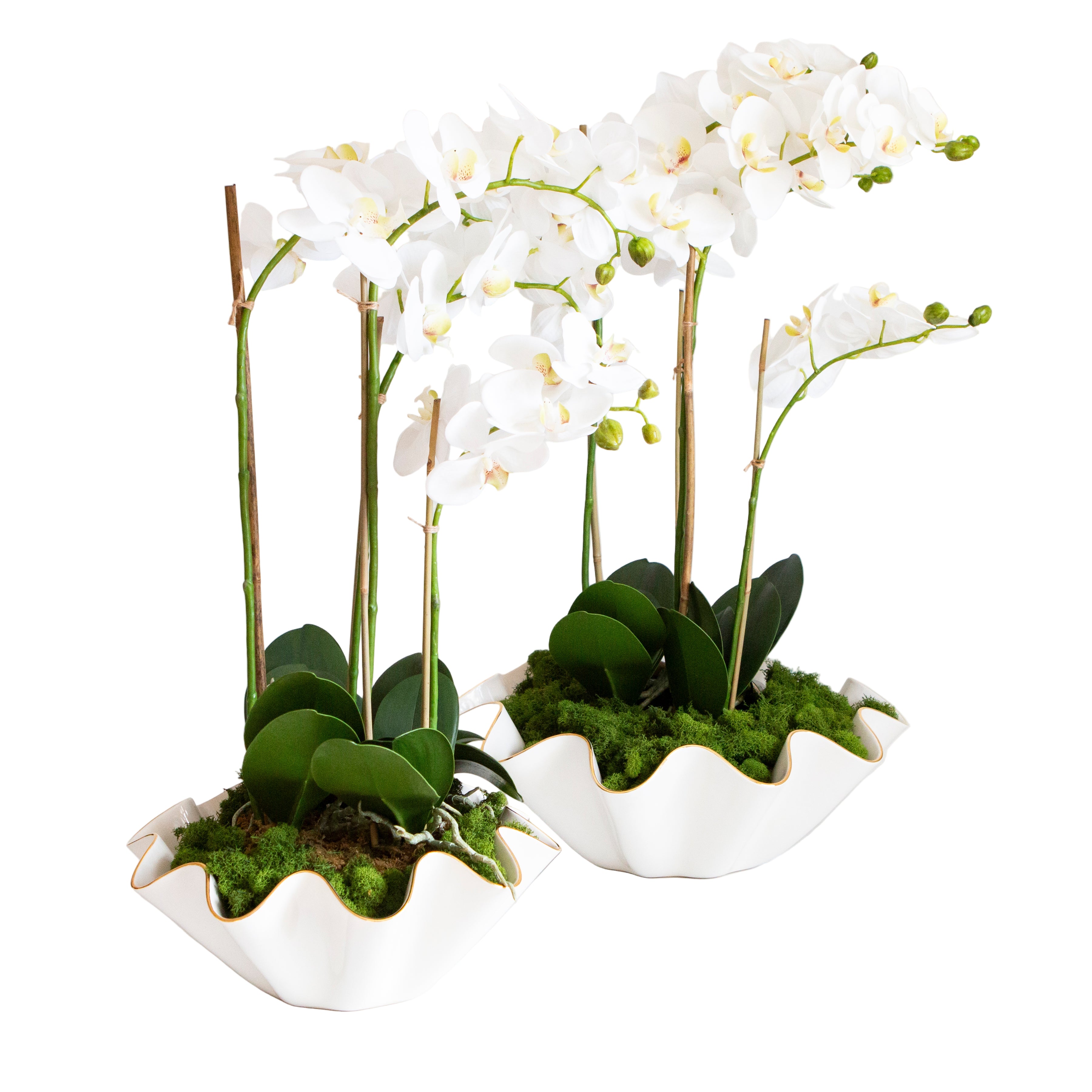 Two white orchid plants in decorative white containers on a light background