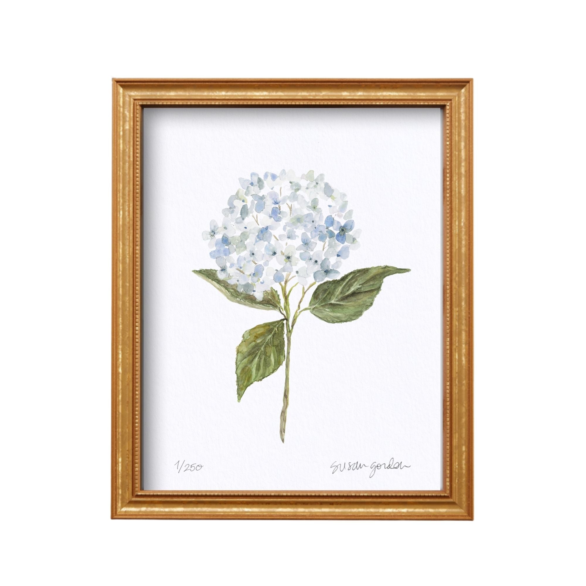 8x10 Hydrangea Print No. 1 By Susan Gordon