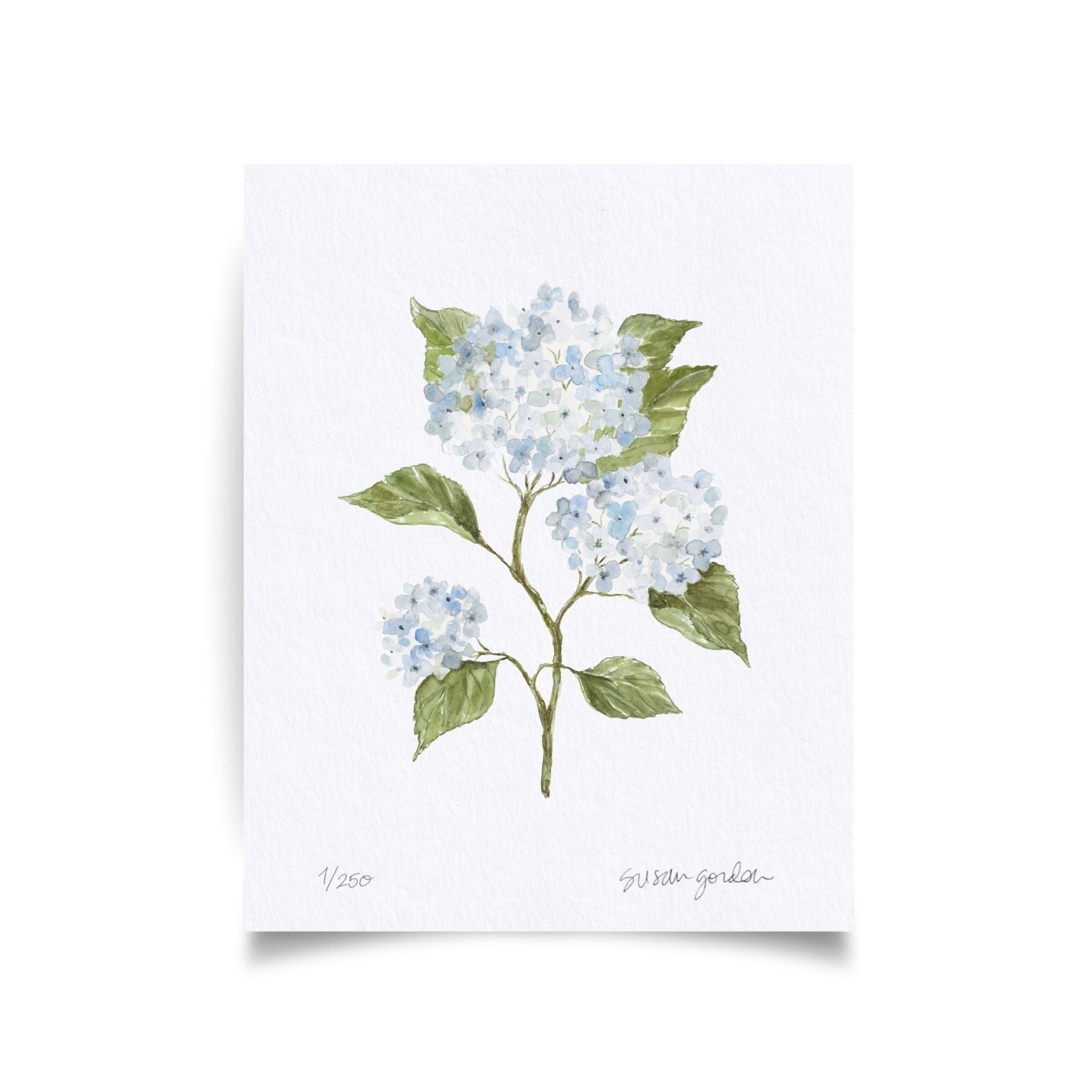8x10 Hydrangea Print No. 4 By Susan Gordon