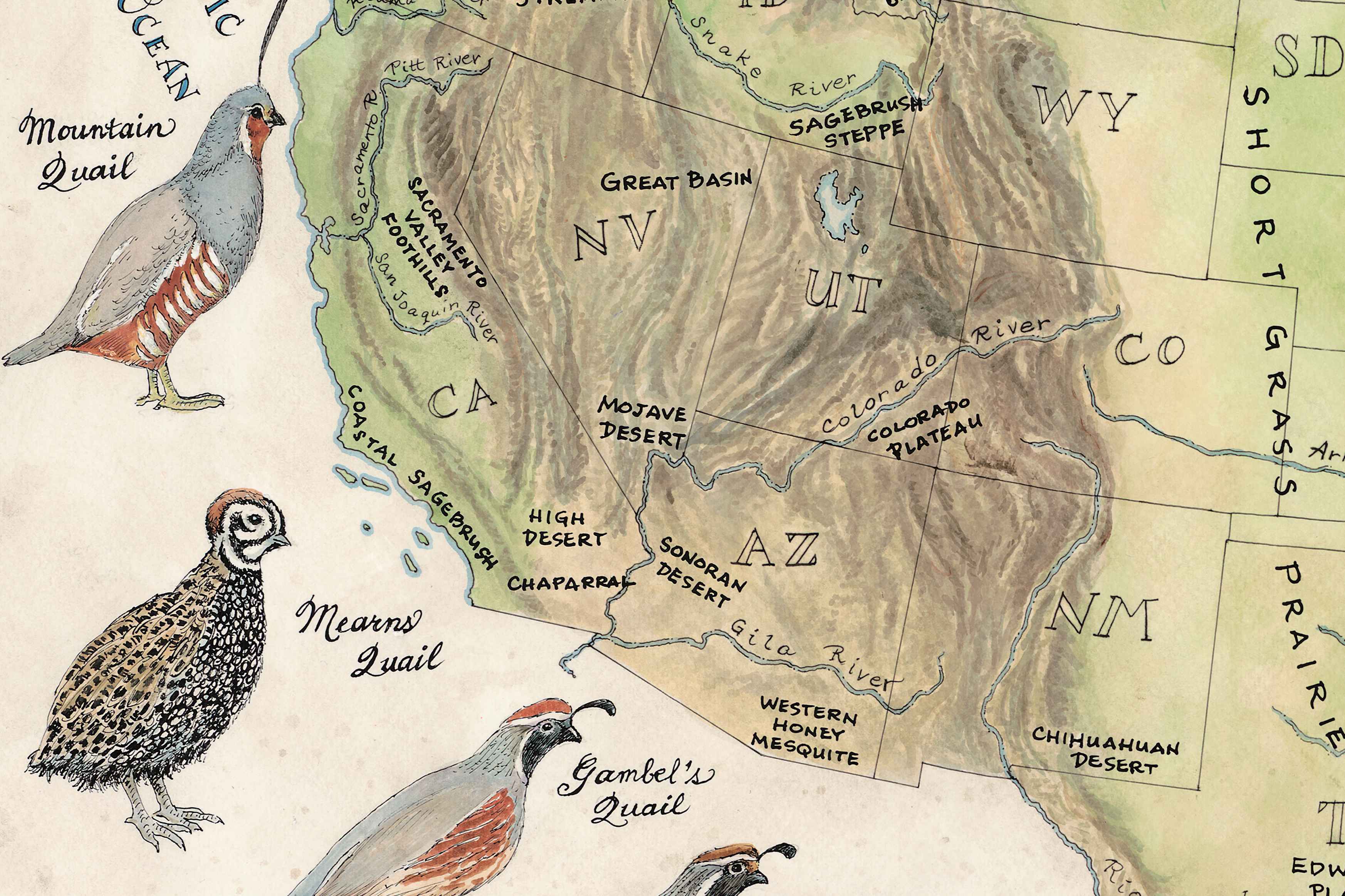 Map of the American Southwest with quail illustrations and labels