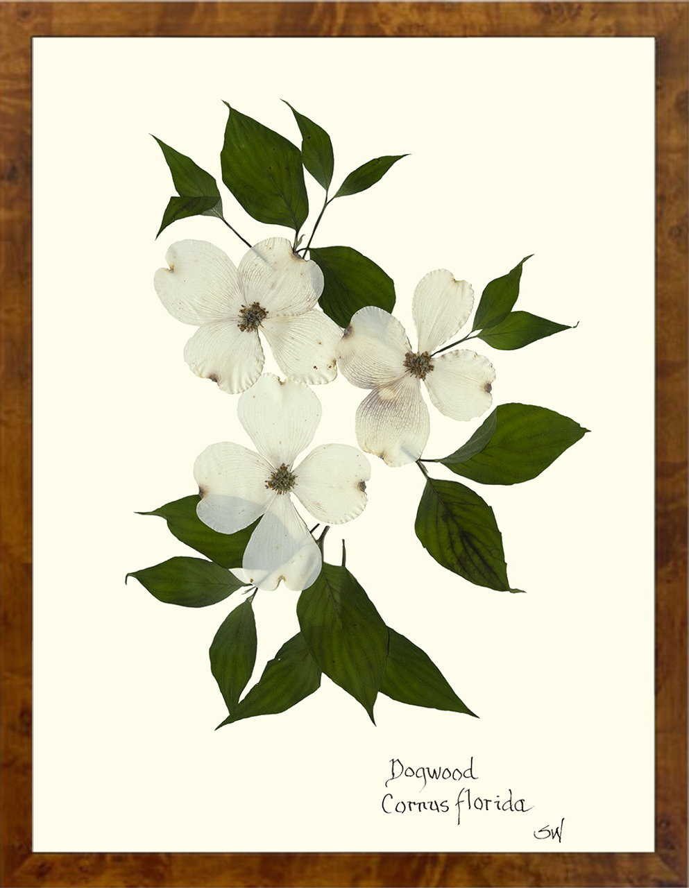 Hand-Pressed Southern Flora