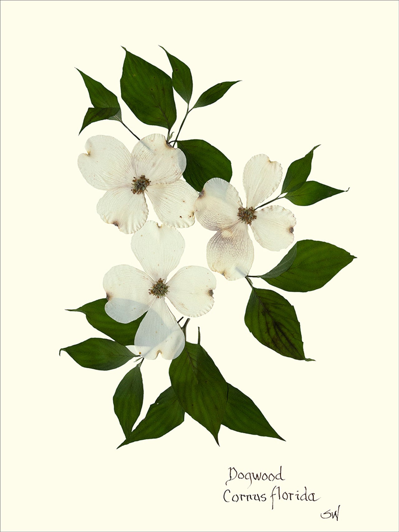 Hand-Pressed Southern Flora