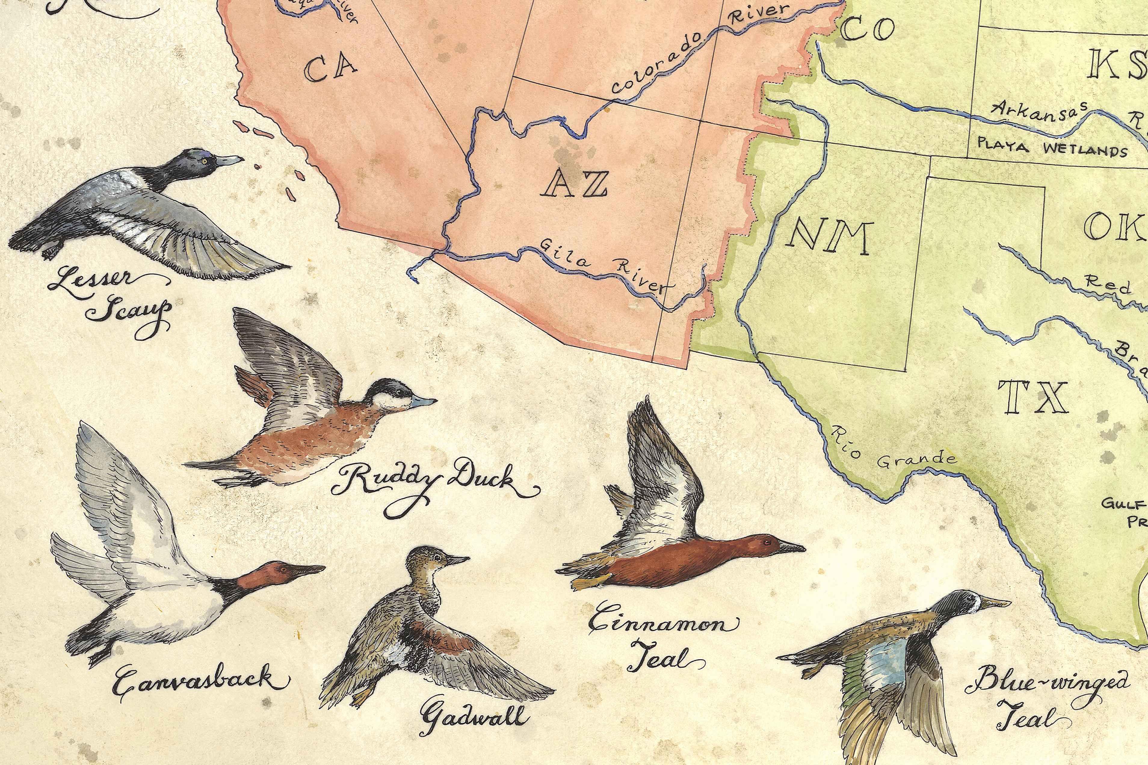 Map of the United States with labeled bird species over specific states
