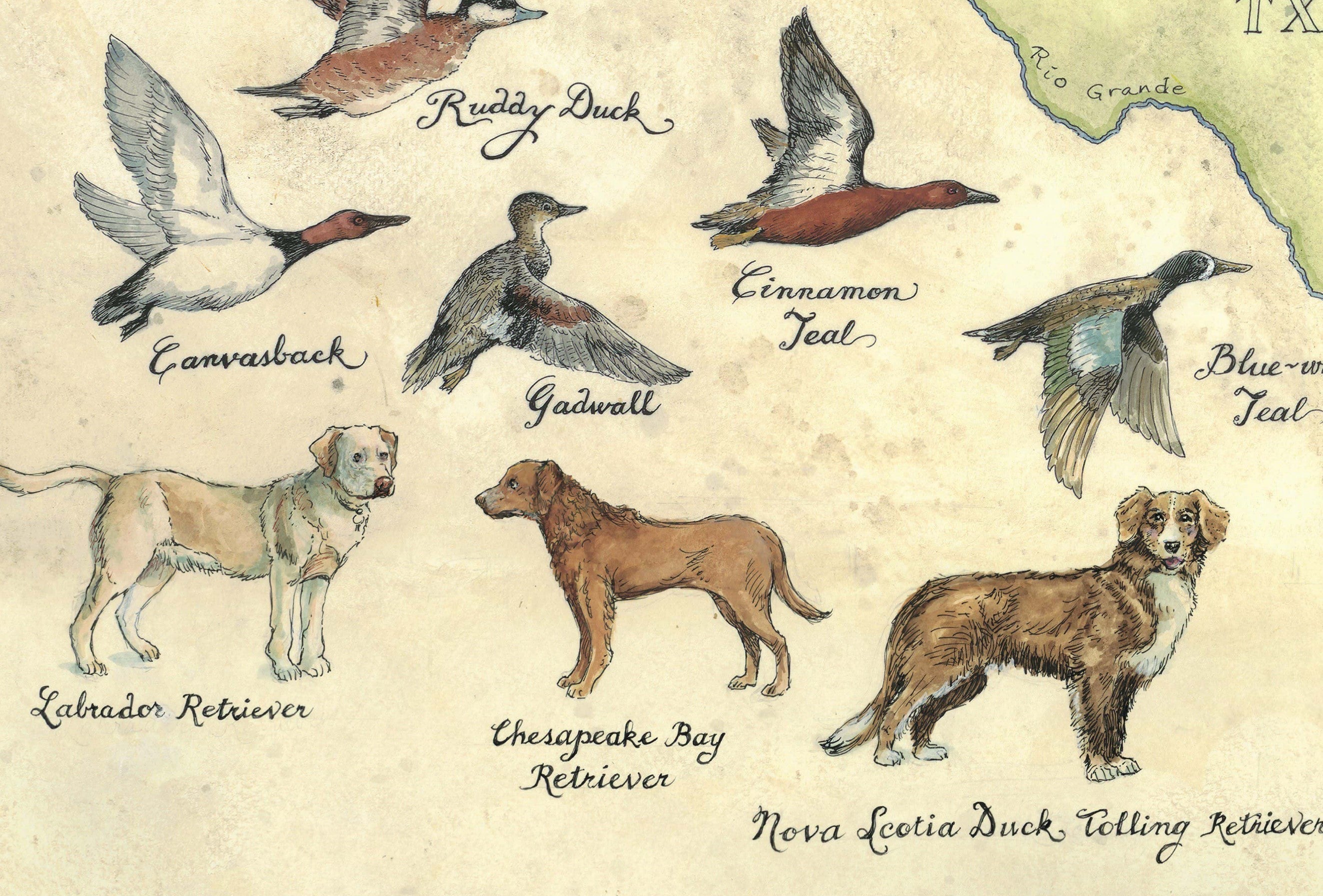 Illustrations of various birds and dogs with labels on a map background