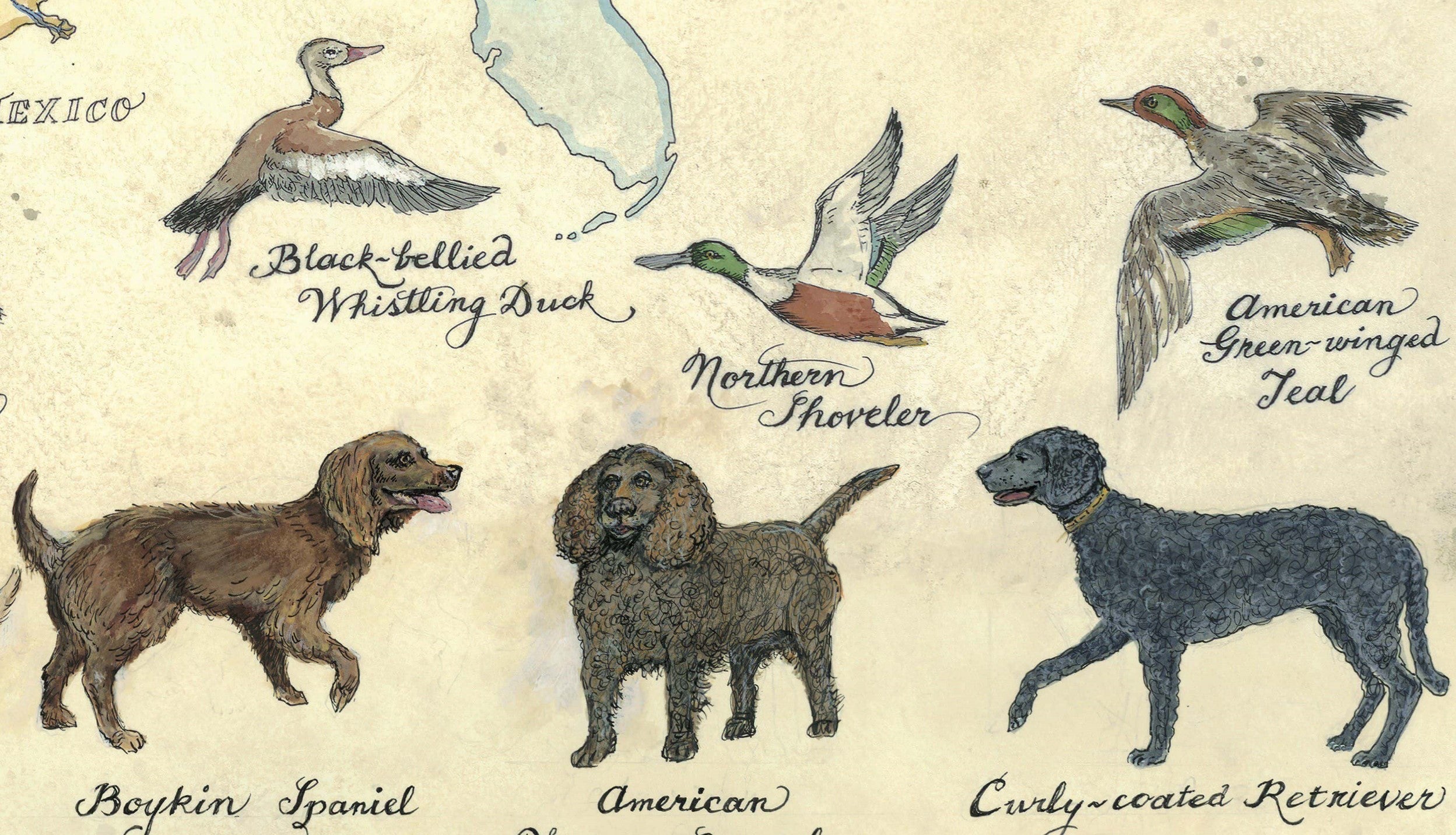Illustrations of dogs and birds with labels on a textured background