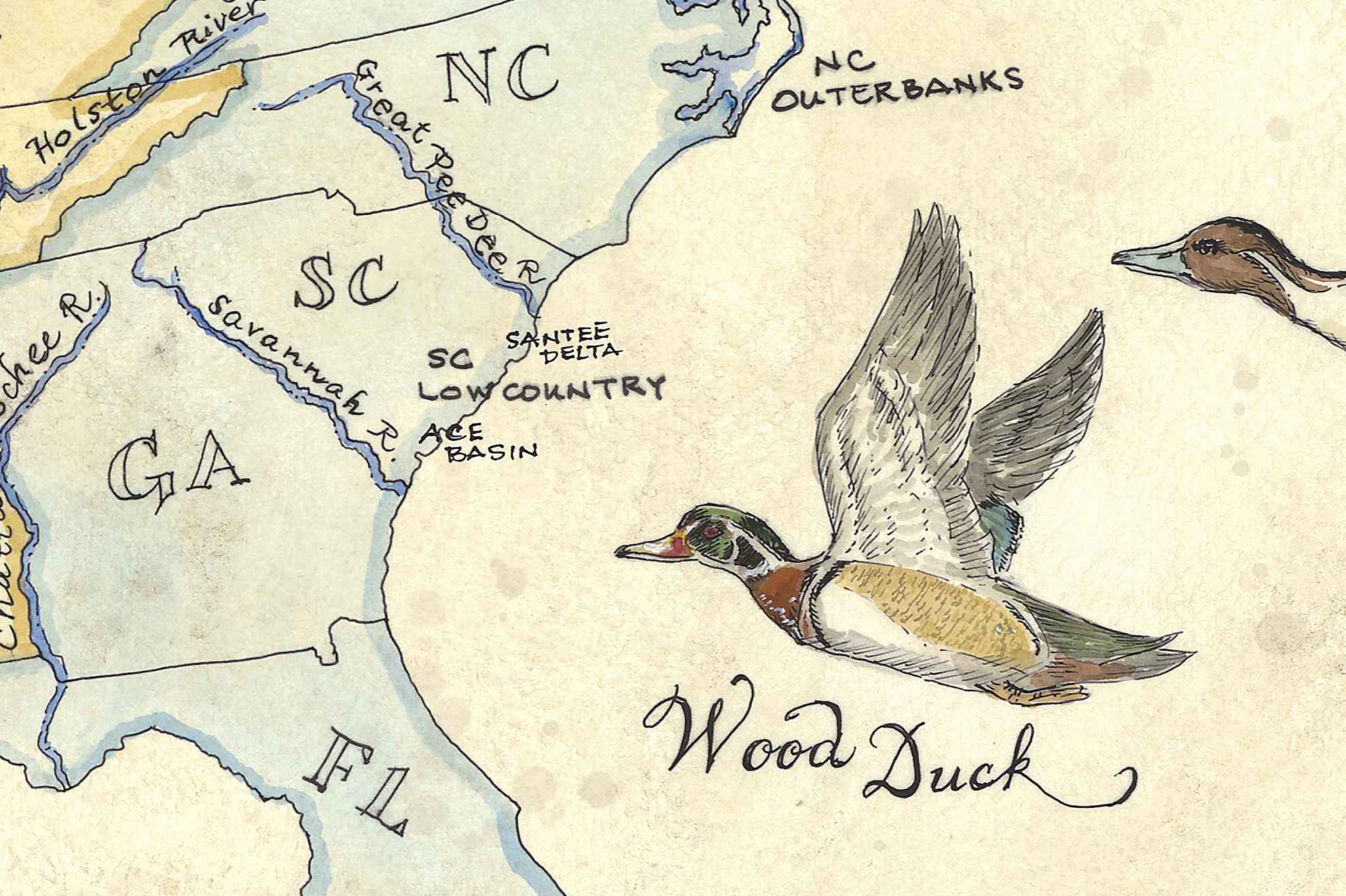 Map of coastal regions with a wood duck illustration