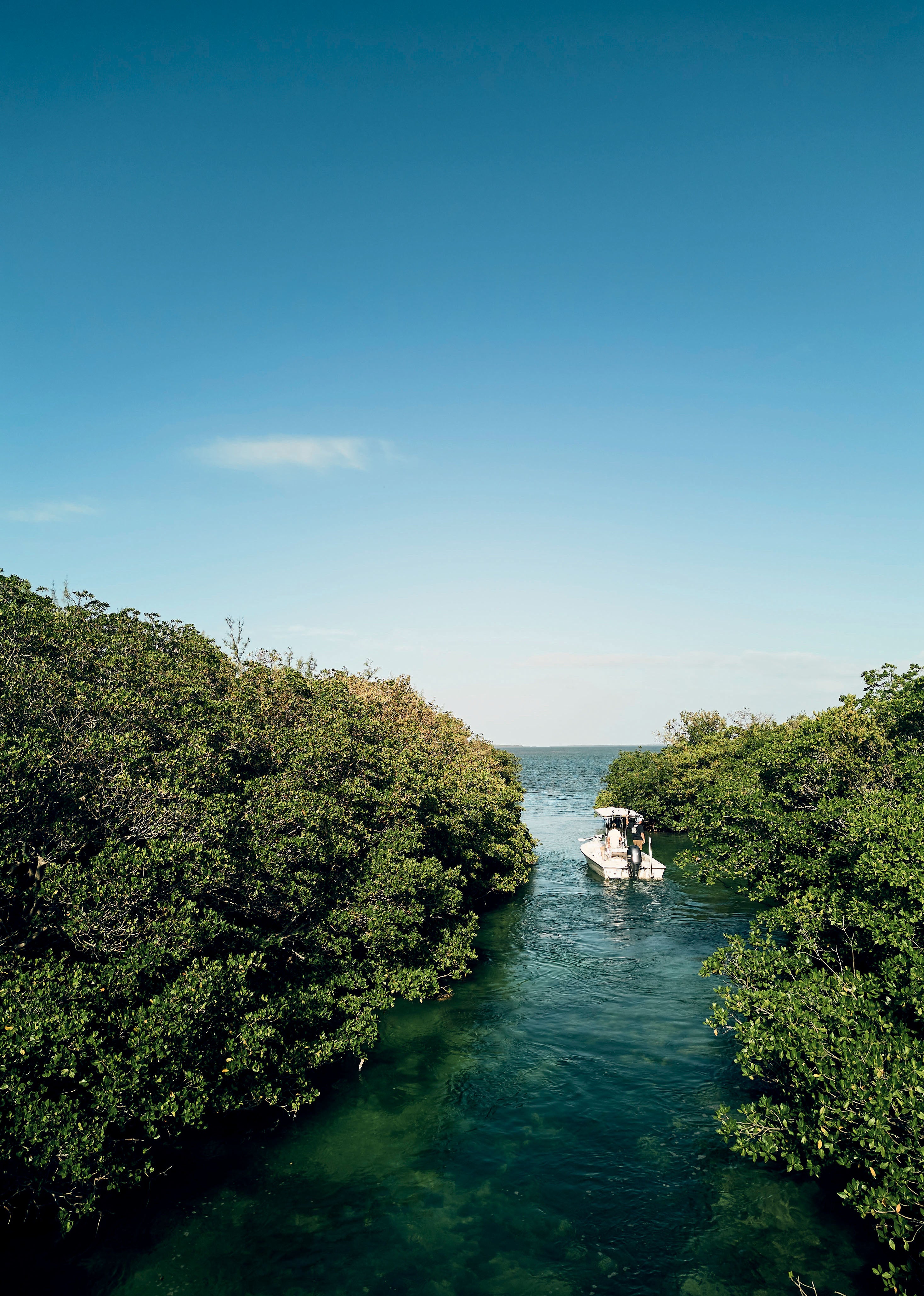 A boat navigates through a narrow channel flanked by dense green mangroves under a clear blue sky.