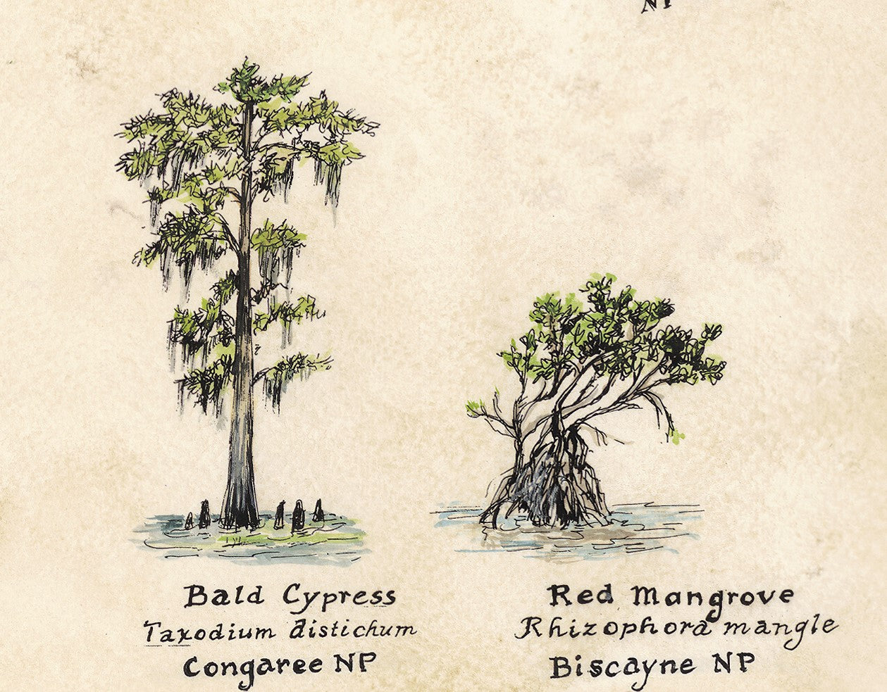 Illustrations of Bald Cypress and Red Mangrove trees with labels on a textured beige background.