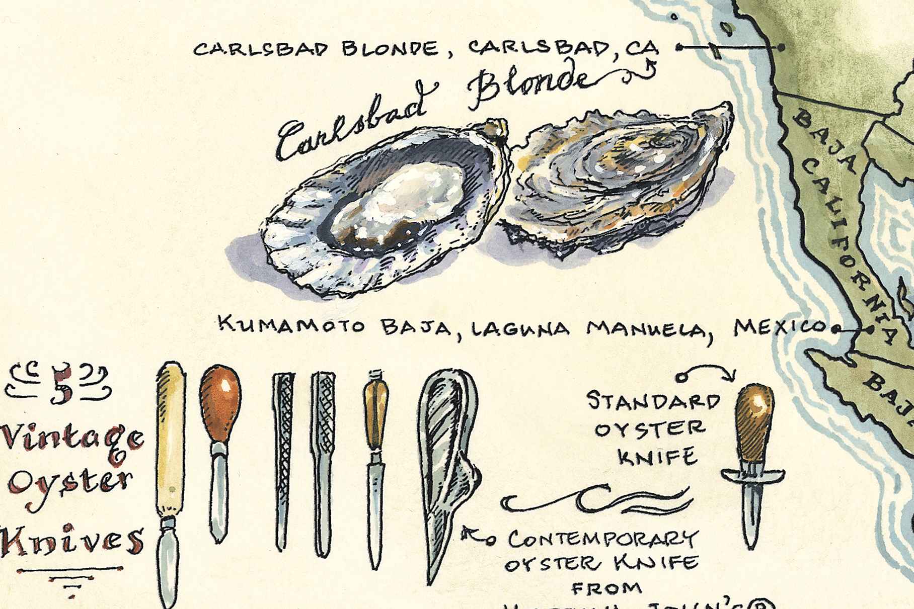 Illustration of oysters and vintage oyster knives with a map background