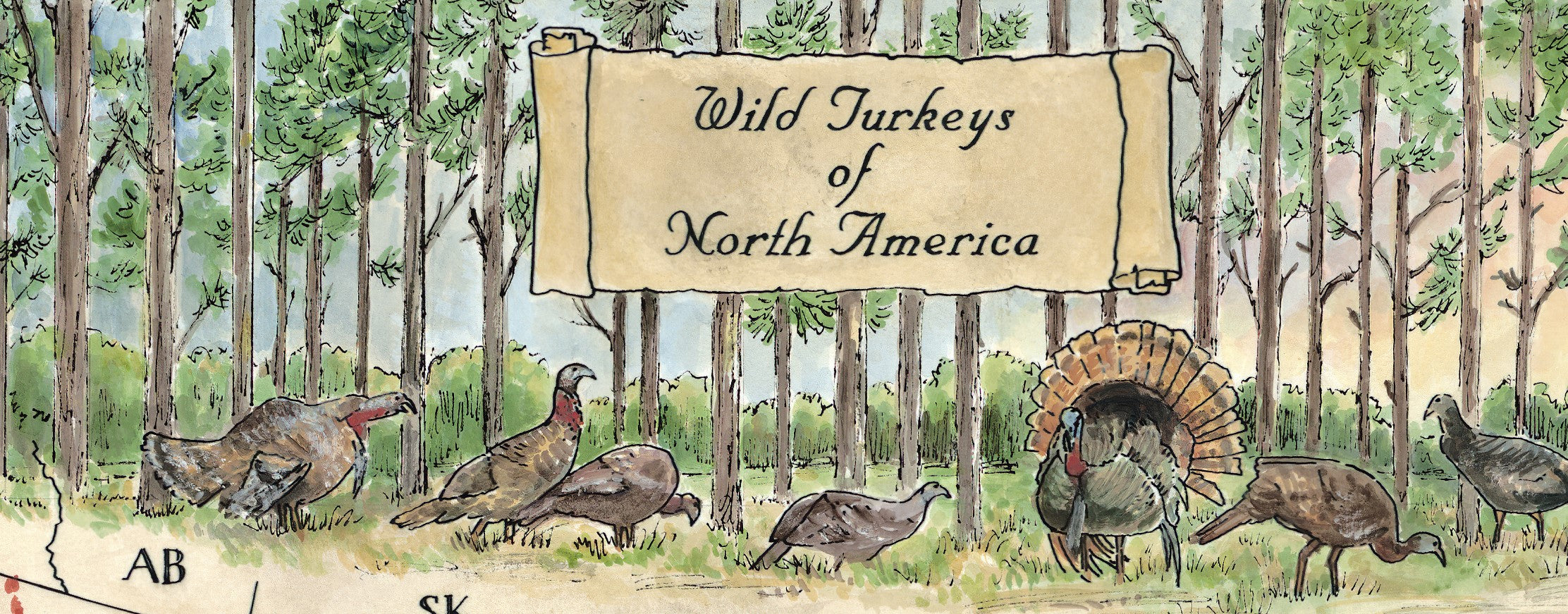Illustration of wild turkeys in a forest with a banner reading 'Wild Turkeys of North America'.