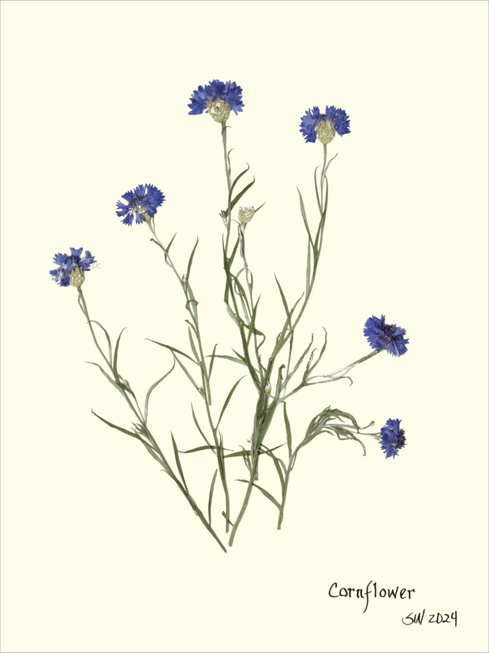 Hand-Pressed Southern Flora