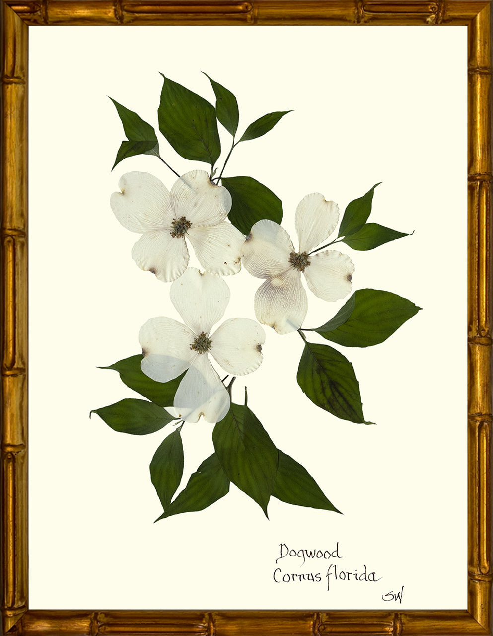 Hand-Pressed Southern Flora