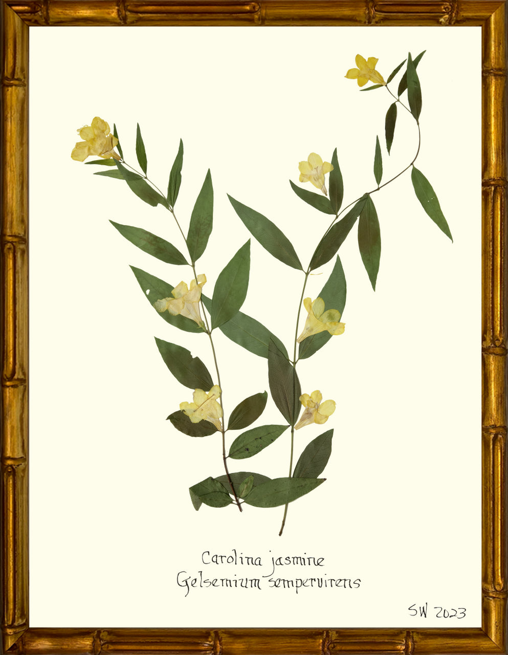 Hand-Pressed Southern Flora