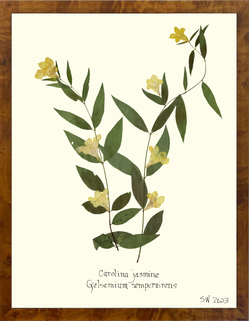 Hand-Pressed Southern Flora