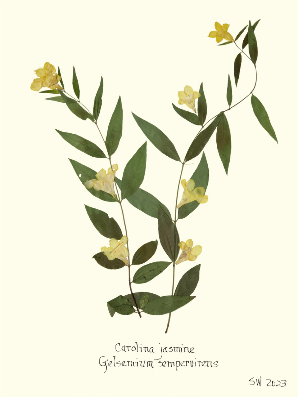 Hand-Pressed Southern Flora