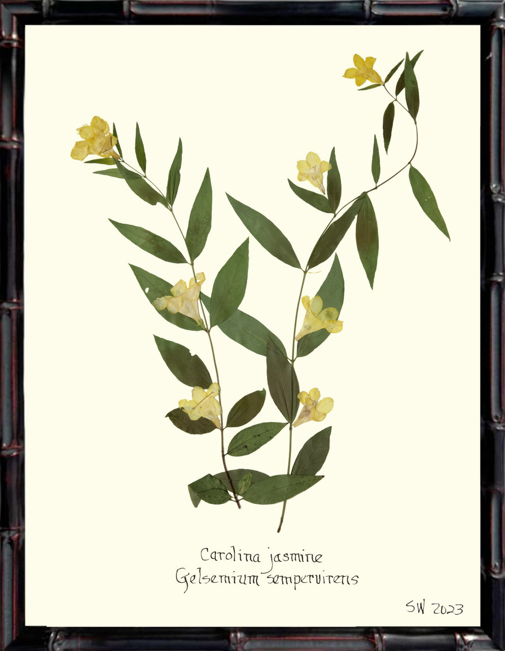 Hand-Pressed Southern Flora