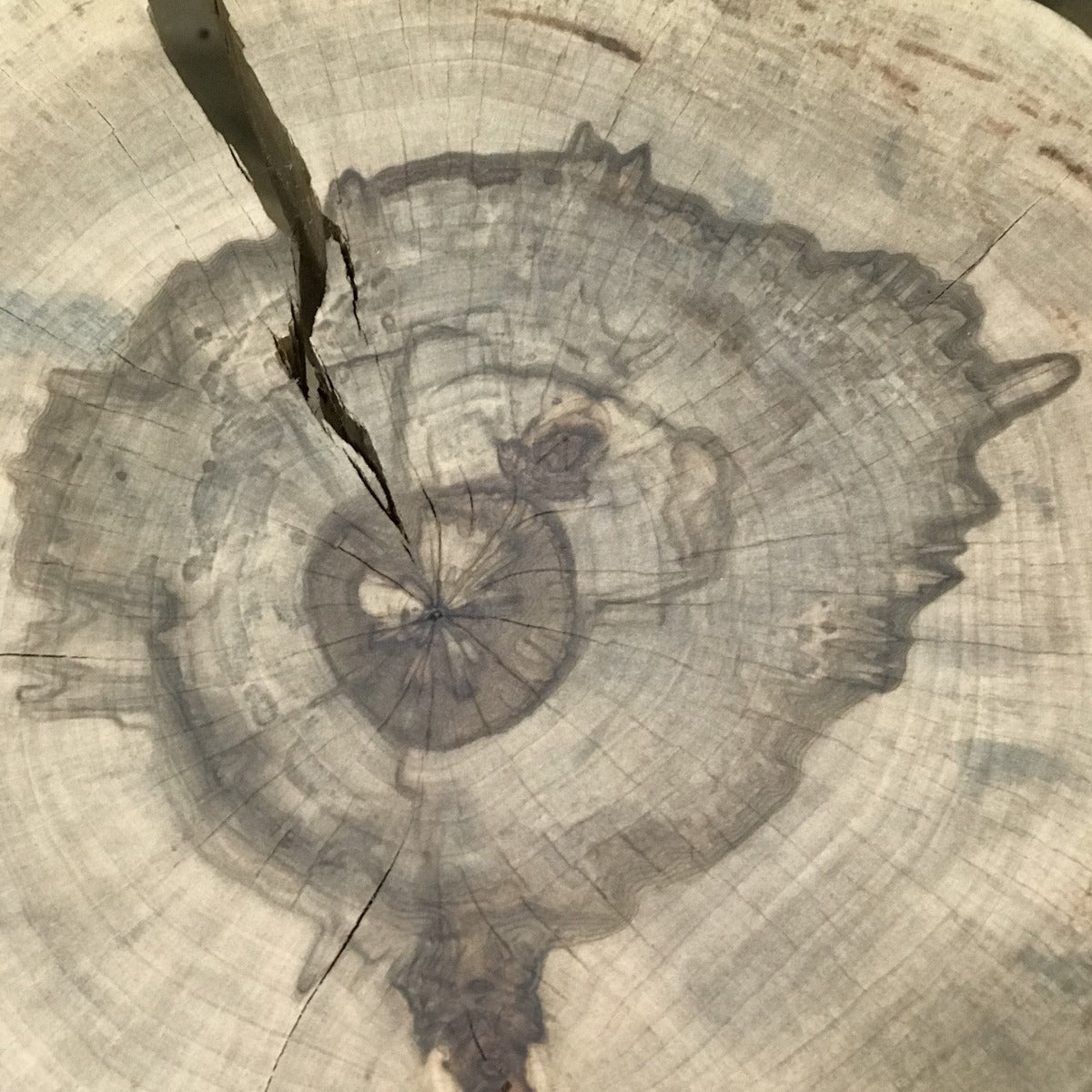 Live Edge Round Side Table | Fossil Table