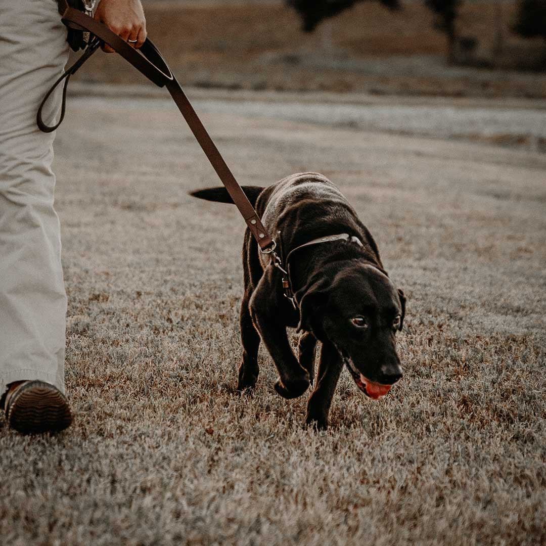 WHISKEY DOG LEASH