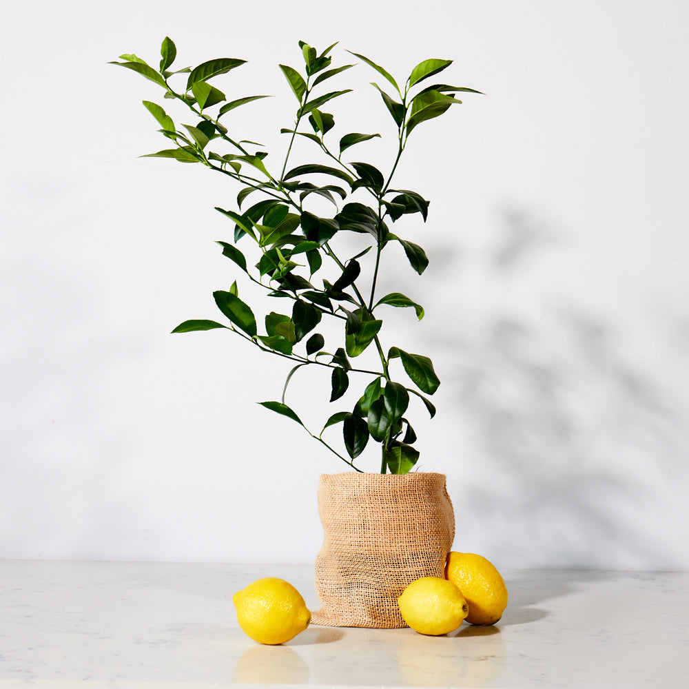 Citrus Trees
