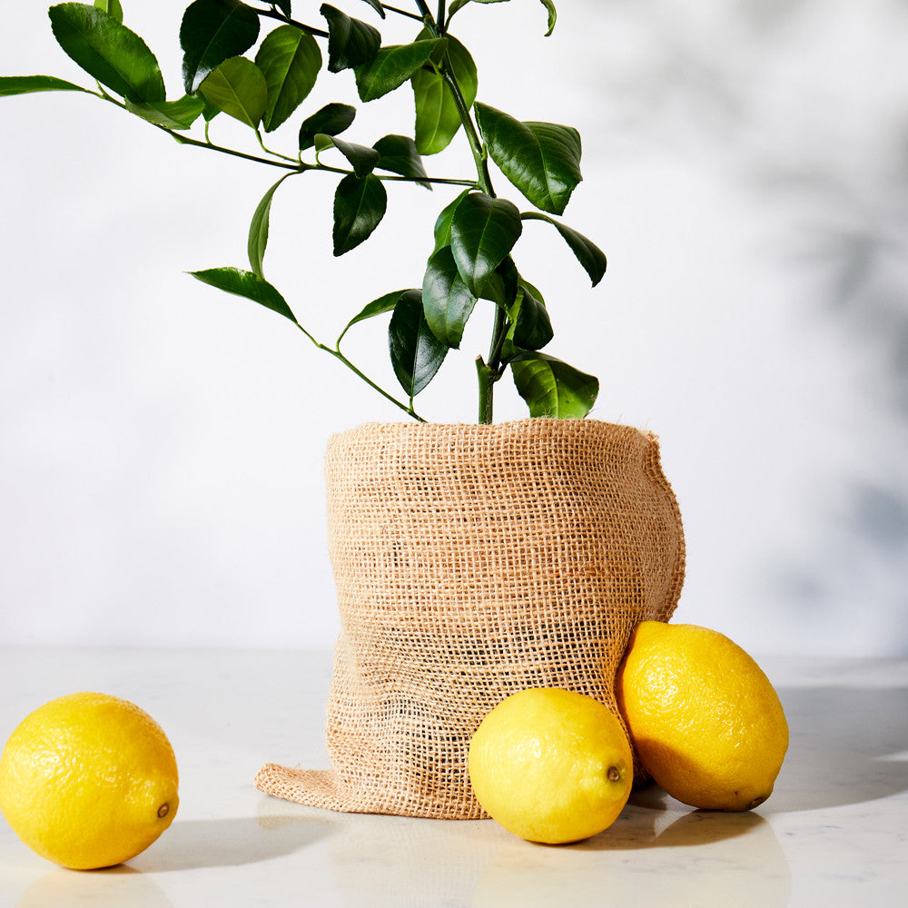 Citrus Trees