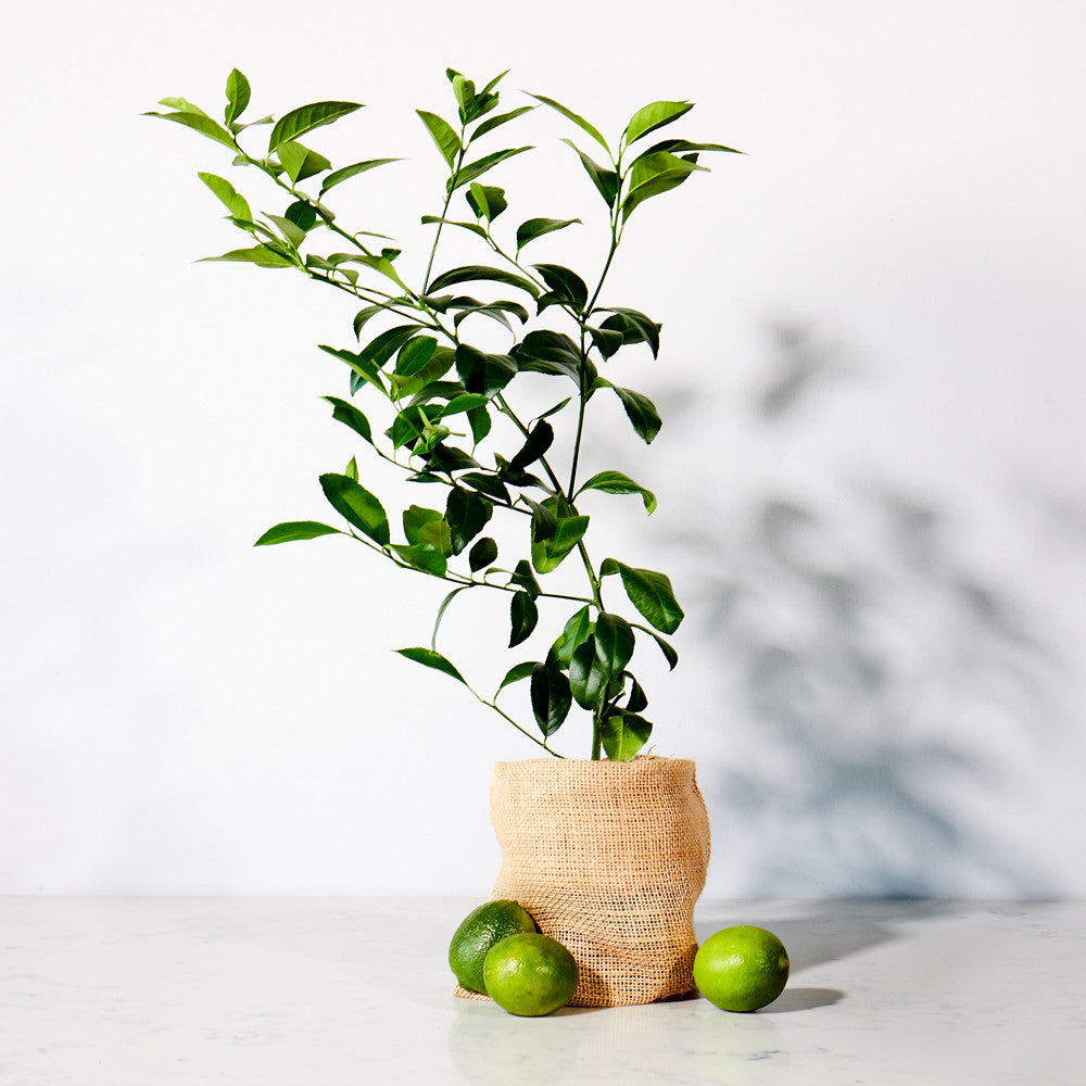 Citrus Trees