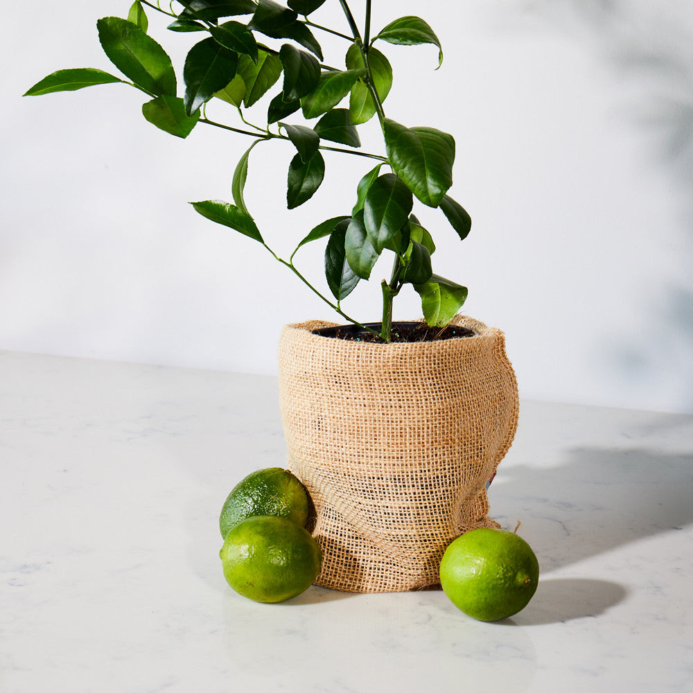Citrus Trees