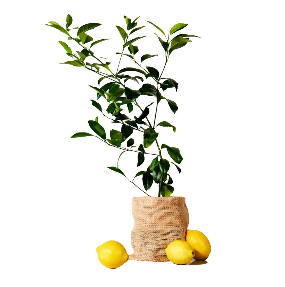 Citrus Trees