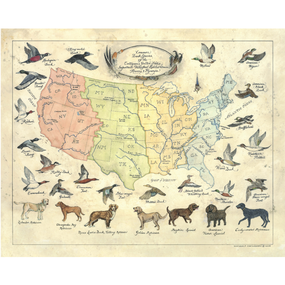 Map of the United States with various birds and dogs labeled, resembling a vintage illustration.