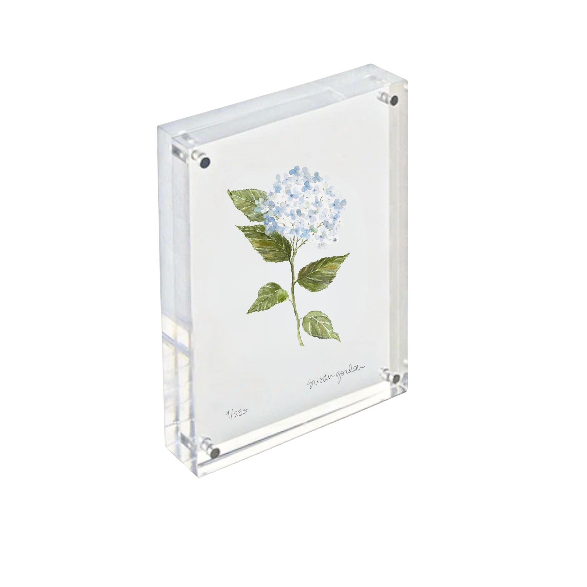 4x6 Acrylic Framed Hydrangea Print No. 2 By Susan Gordon