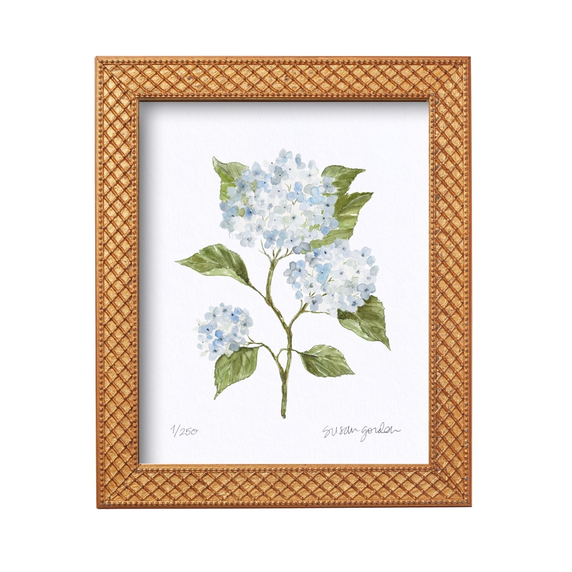 8x10 Hydrangea Print No. 4 By Susan Gordon