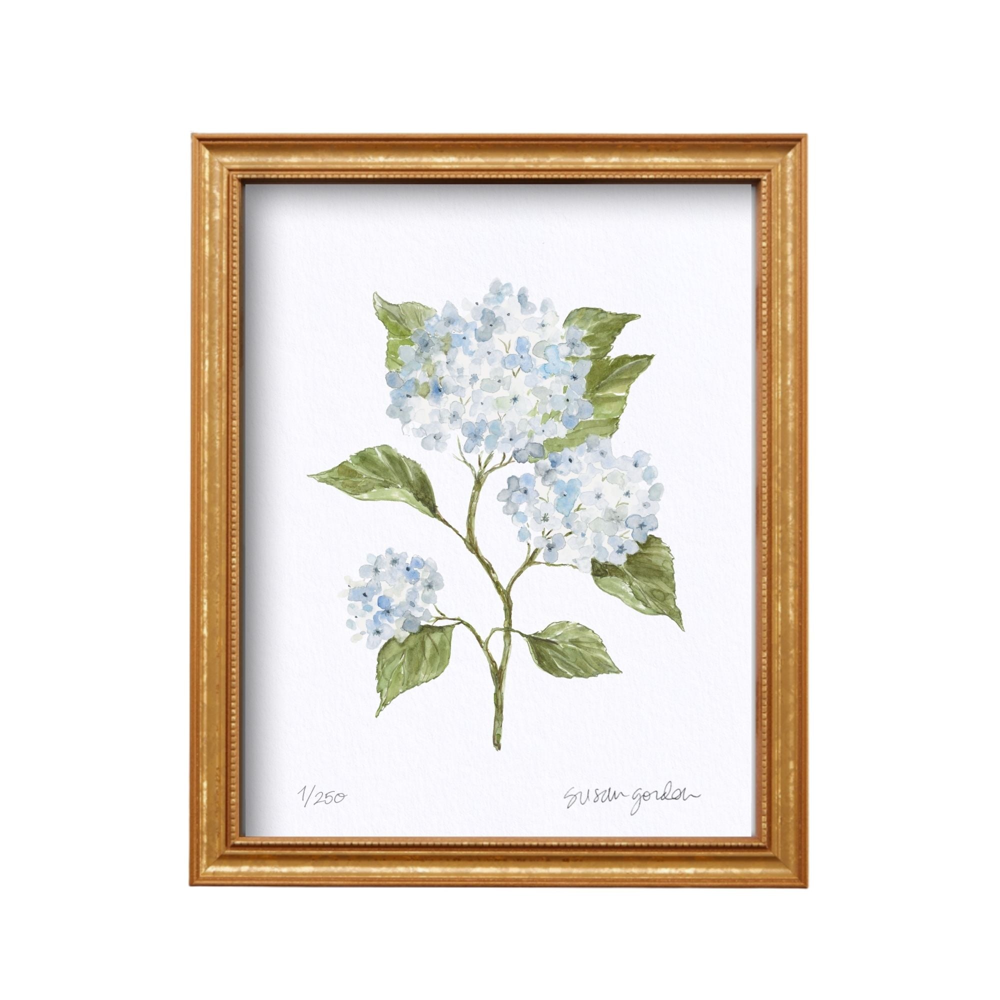 8x10 Hydrangea Print No. 4 By Susan Gordon