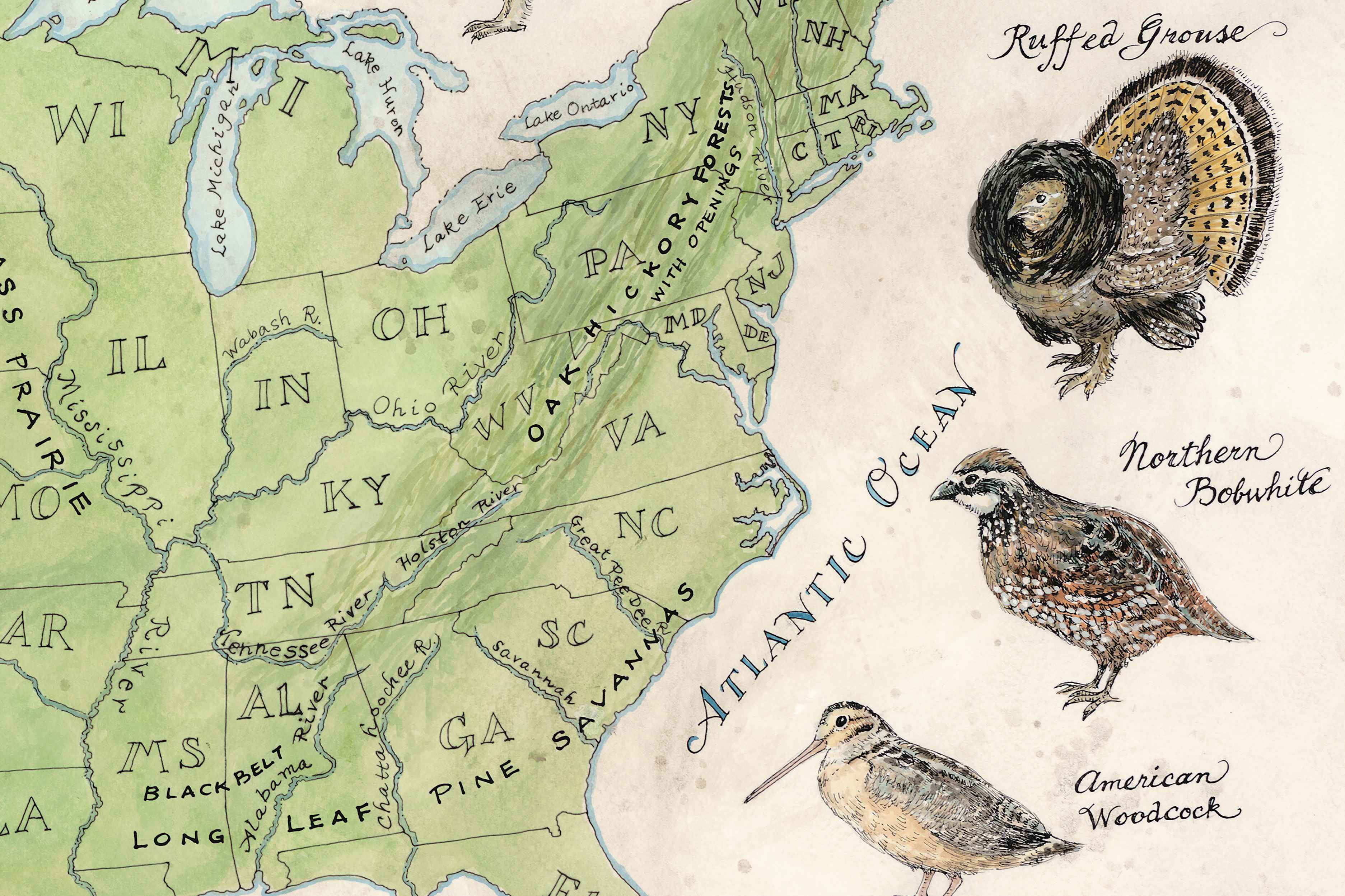 Map of the United States with illustrations of birds on a beige background