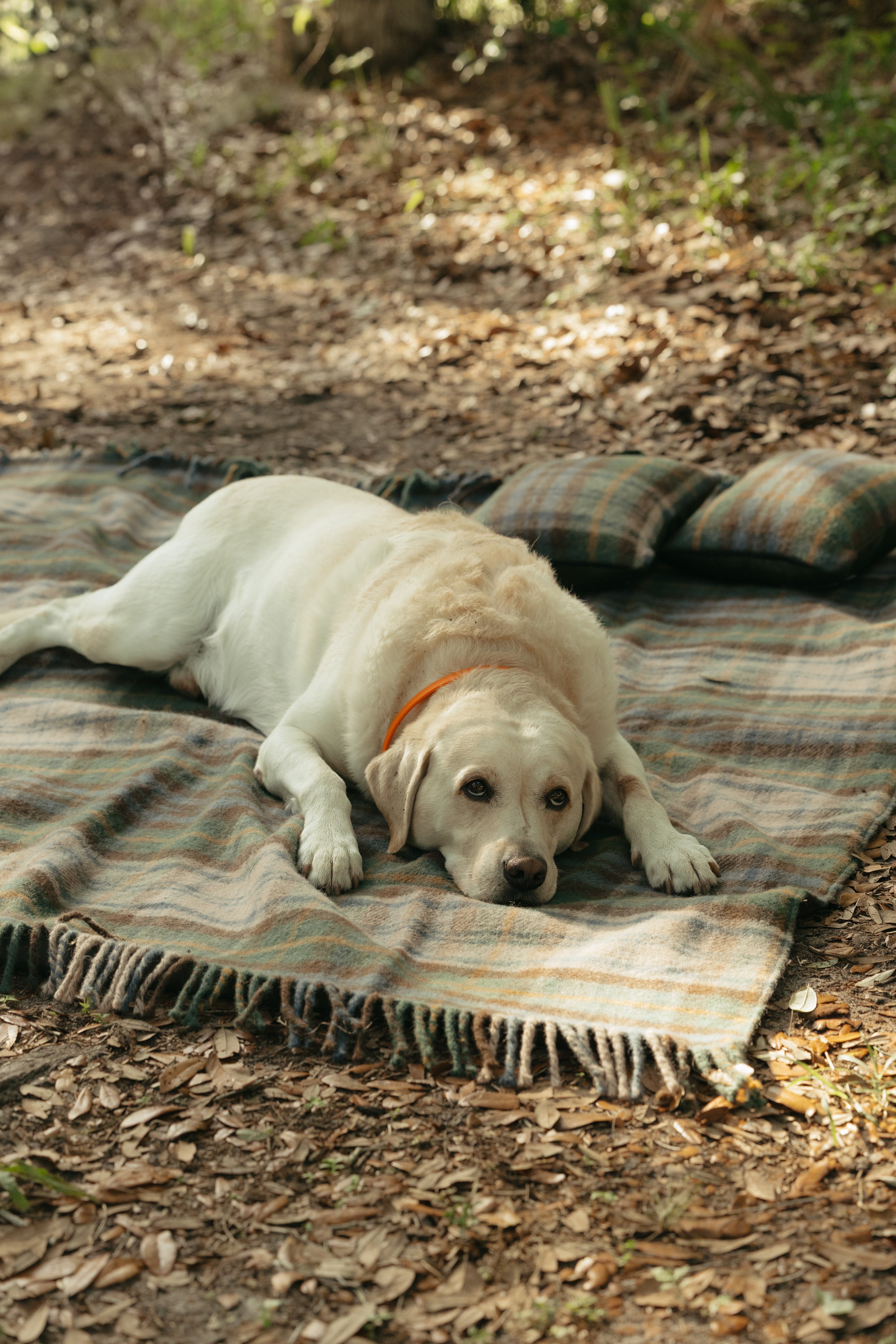 Field Traditions New Wool Tartan Field Picnic Blanket and Cushion Set