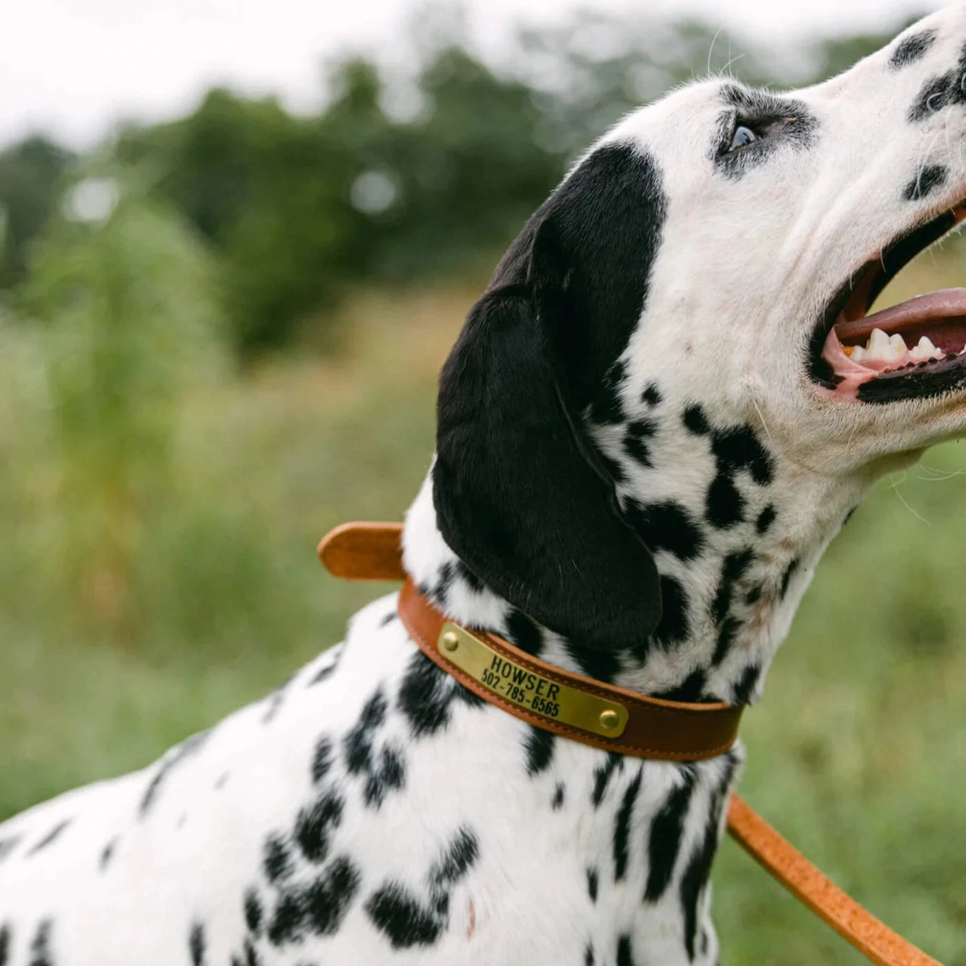 Nameplate Dog Collar