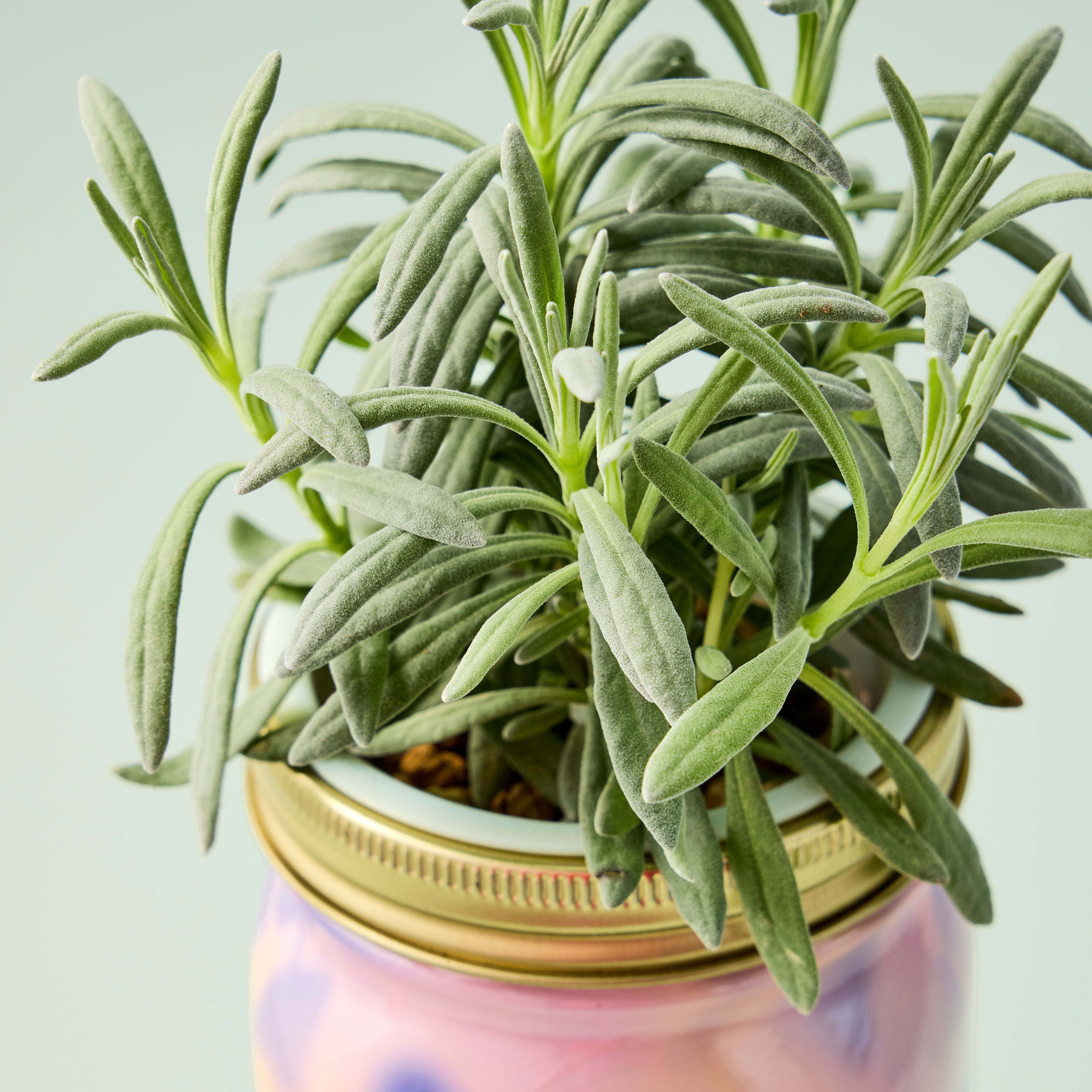 Garden Jars - Organic Herbs