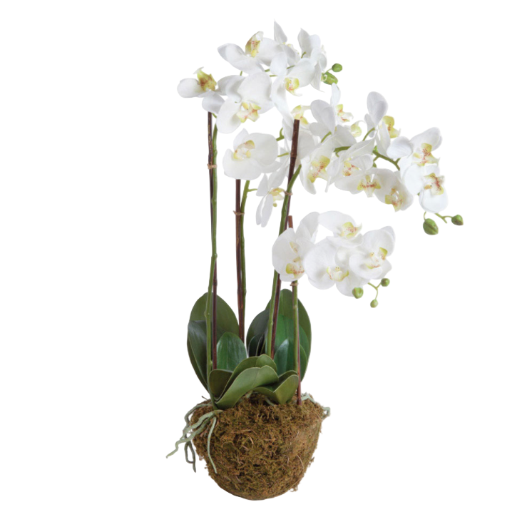 White orchid plant in a pot on a white background