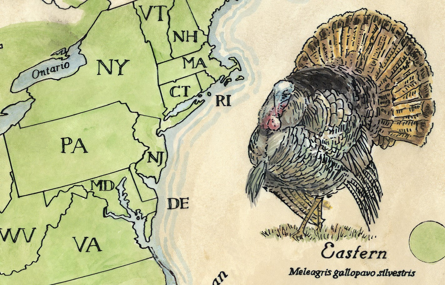Map of the northeastern United States with an illustration of a turkey.