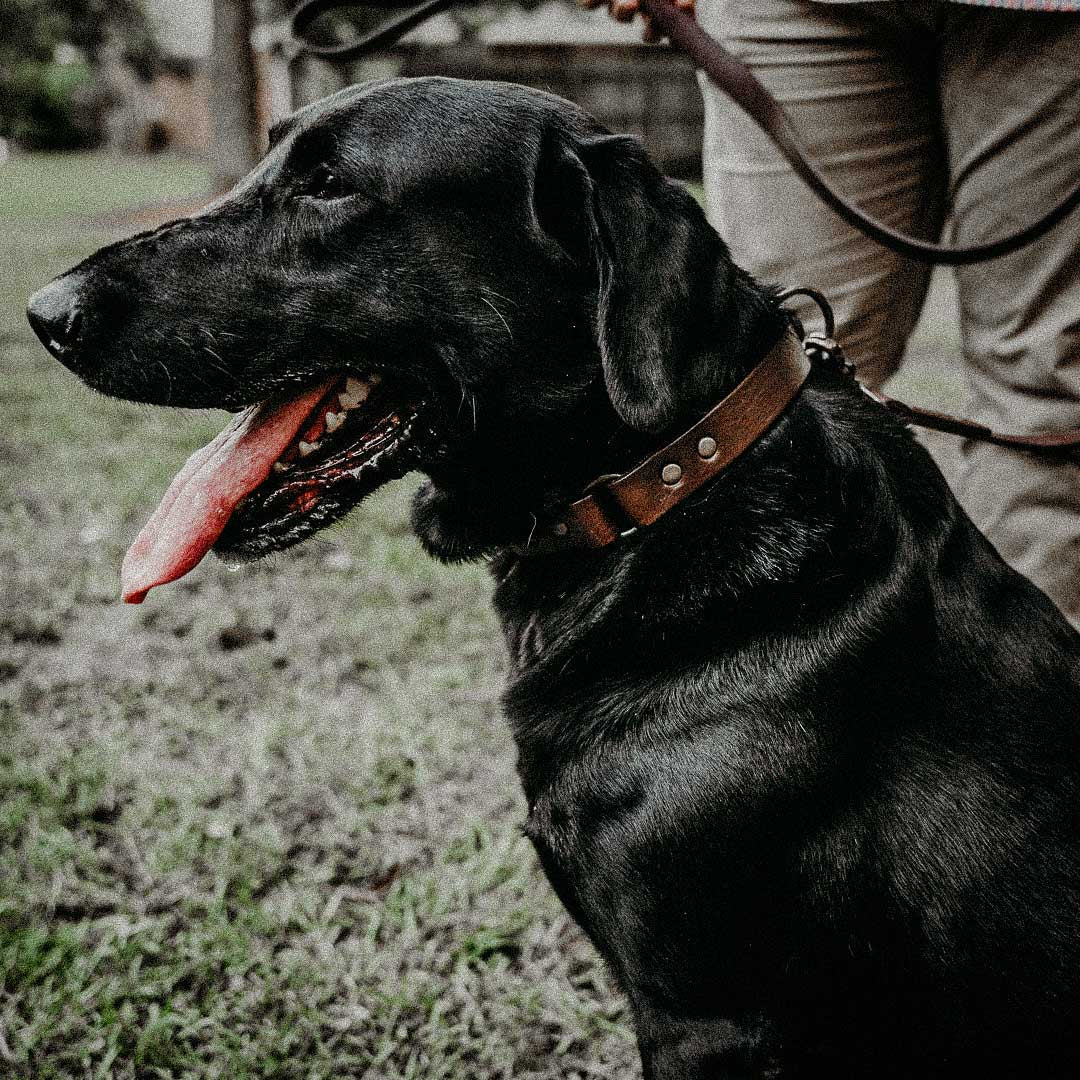 WHISKEY DOG COLLAR